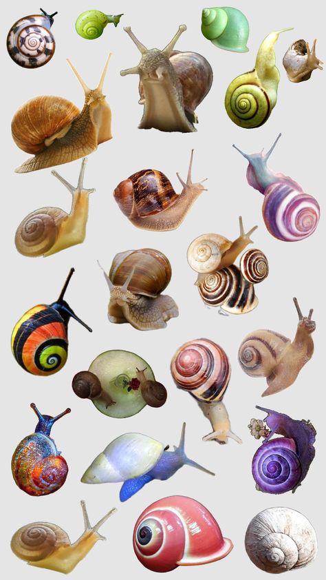 snail wallpaper Bug Drawings Simple, Snail Wallpaper Aesthetic, Snails Wallpaper, Snail Character Design, Snails Photography, Snail Drawings, Snail Aesthetic, Snail Wallpaper, Slug Art