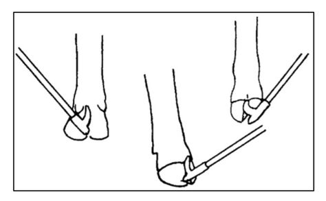 Beef Showmanship Guide presented by Monterey County University of California Agriculture and Natural Resources Beef Showmanship, Cattle Feeder, Livestock Judging, Show Steers, Show Cows, Beef Cow, Hand Health, Heifer Cow, Show Cattle