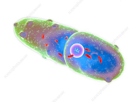 klebsiella pneumoniae bacterium, illustration - Stock Image - F031/2191 - Science Photo Library Klebsiella Pneumoniae, Library Website, Science Photos, Urinary Tract, Photo Library, Energy Drink Can, Beverage Can, Stock Images, Science