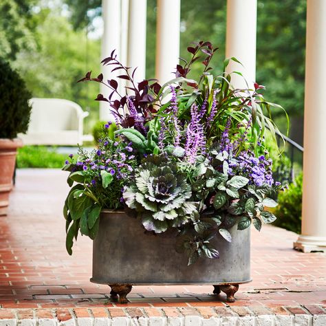 Best Ideas for Fall Container Gardening Viola Planting Ideas, Ornamental Cabbage Planter Fall, Ornamental Cabbage Planter, Front Planters, Waffle Plant, Tabletop Topiary, Fancy Window, Lambs Ears, Sage Purple