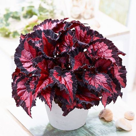 Rex Begonias, Begonia Maculata, Large Indoor Plants, Indoor Flowering Plants, Red Plants, Best Indoor Plants, Pink Plant, Plant Images, Low Light Plants