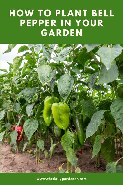 Capsicum Plant, Pepper Plant Care, Canning Bell Peppers, Growing Green Peppers, Bell Pepper Plant, Growing Bell Peppers, Mustard Plant, Garden Tricks, Growing Peppers