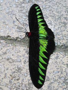 Trogonoptera brookiana (Raja Brooke's Birdwing) Birdwing Butterfly, Butterfly Farm, Pretty Wings, Green Butterflies, Moth Caterpillar, Flying Flowers, Cool Bugs, Butterfly Photos, Feather Wings