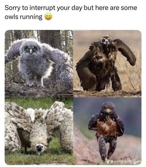 Pretty Animals, Funny Animal Jokes, Animal Facts, Silly Animals, Funny Animal Memes, Cute Animal Photos, Animal Jokes, Weird Animals, Cute Creatures