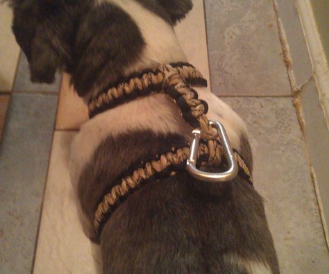 Had a bit of paracord on my hands and felt like my dog needed a new harness. His collar was a bit too uncomfortable for him which led me to ... Paracord Dog Harness Diy, Paracord Dog Harness, Diy Dog Harness, Dog Harness Tutorial, Paracord Projects Tutorials, Dog Collar Pattern, Cobra Weave, Paracord Dog Collars, Animal Ideas