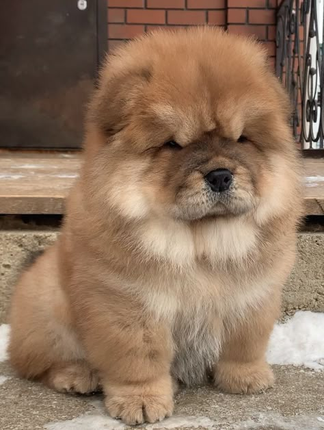 Chow Dog Breed, Chow Puppy, Cute Wildlife, Chow Chow Dog, Chow Dog, Chow Chow Puppy, Spitz Dogs, Its Raining, Chow Chow Dogs