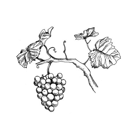 Grape Tattoo, Grape Drawing, Italy Tattoo, Wine Tattoo, Vine Drawing, Leaves Sketch, Contour Line Drawing, Vine And Branches, Left Arm Tattoos