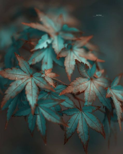 Dee_zigns — colorel11: © simona Shades Of Turquoise, Four Season, Artist Gallery, Brown Aesthetic, Flower Wallpaper, Light And Shadow, How Beautiful, Nice To Meet, Earth Tones