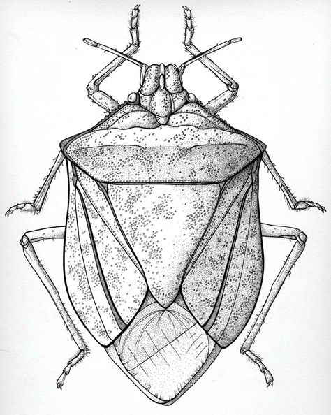 The Stink Bug. Nothing eats it, and even if you spray it only dies if you spray right on it. They are a mess! Stink Bug Tattoo, Biology Portfolio, Tattoo Drawing Easy, Bug Tattoo Ideas, Bug Drawing, Insect Drawing, Beetle Drawing, Bugs Drawing, Stink Bug