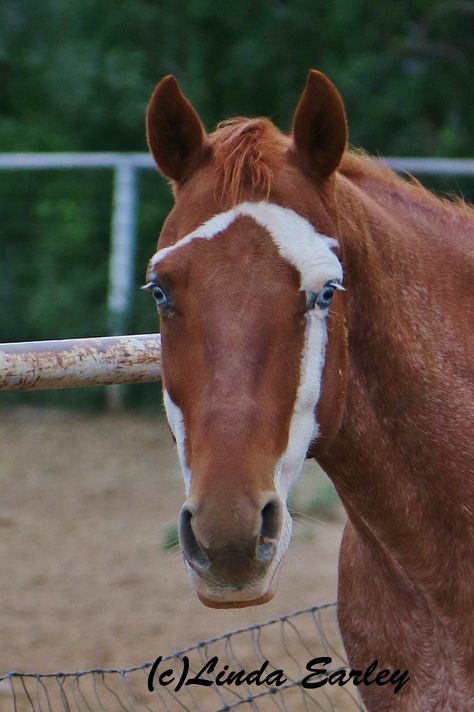 Unusual badger face marked Paint Horse that I found in a pen on the backside of Ruidoso Downs Race Track, New Mexico Face Markings, Unusual Horse, Horse Crazy Girl, Horse Markings, Rare Horses, American Paint Horse, Face Piercings, Paint Horse, Horse Aesthetic