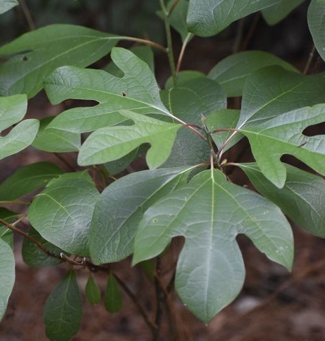 Sassafras albidum (Cinnamon Wood, Common Sassafras, Mitten Tree, Sassafras, White Sassafras) | North Carolina Extension Gardener Plant Toolbox Sassafras Tree, Pollinator Garden Design, Island Garden, Soil Texture, Street Trees, Simple Leaf, Plant Problems, Future Garden, Pollinator Garden