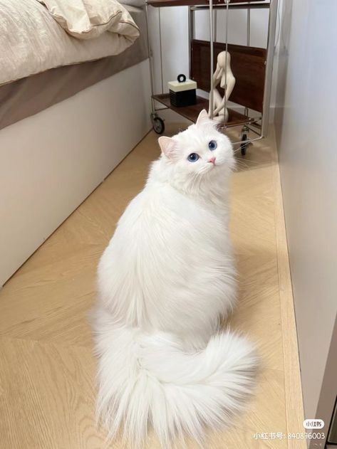 Angora Cat White Ragdoll Kitten, All White Cat, Persian Cat Grey, Persian Cat Tattoo, Ragdoll Cat Aesthetic, Persian Cat Haircut, Grey Persian Cat, White Cat Aesthetic, Black Persian Cat