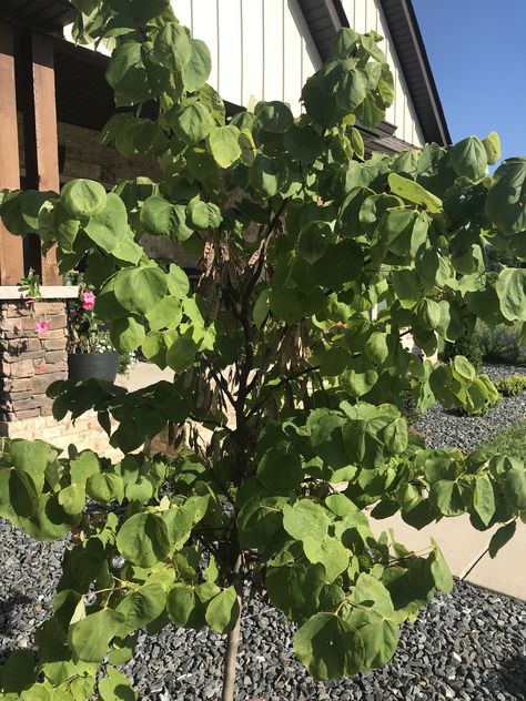 Why is my rising sun redbud green all year? - Ask Extension Rising Sun Redbud Tree, Rising Sun Redbud, Redbud Tree, Rising Sun, New Growth, Intense Colors, Agriculture, Beautiful Colors, Yard