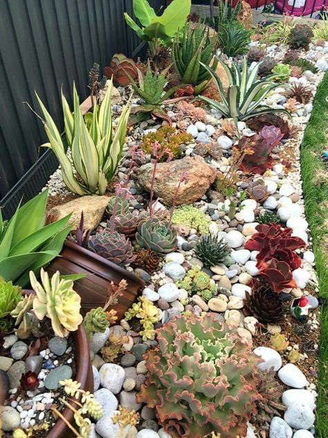 My seehuisie se bedding. ...EENDAG.... Succulent Garden With Water Feature, Rock Beds Around House Patio, Rock Wall Garden Bed, Succulent Garden Design Outdoors, Cactus Flower Bed, Succulent Garden Bed, Succulent Blanket, Succulent Bed, Succulent Garden Outdoor