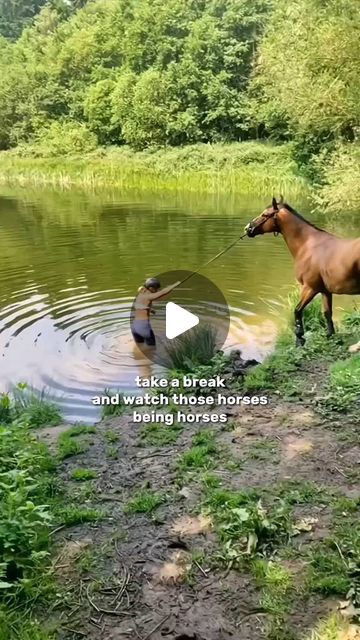 Horse Love Zone 🐎 | Have good day with funny Horse   Cr: Tiktok hxrseditsz ____________ ================== • • • • • #equestrian #equestrianlife #h... | Instagram Happy Animals Funny, Phar Lap Horse, Horses Running Photography, Funny Horse Pics, Funny Horses Videos, Wild Horse Videos, Horse And Rider Photography, Silly Horse, Horse Fails