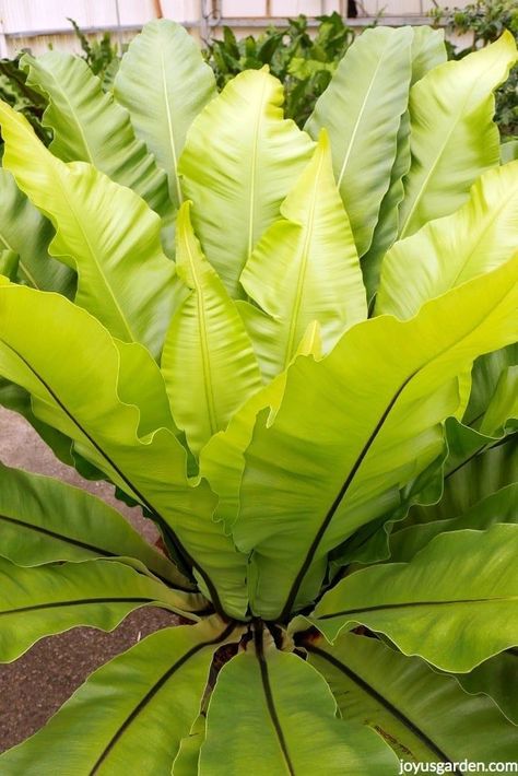 A tall Bird's Nest Fern. Blooming plants are wonderful but foliage is just as fabulous. Here are a variety of plants with fabulous foliage, in a variety of colors, textures & forms, to jazz up your garden. There's a video showing more plants too. Bird's Nest Fern, Plant Texture, Ferns Garden, Fern Plant, Birds Nest, Succulents In Containers, Container Gardening Vegetables, Blooming Plants, Foliage Plants