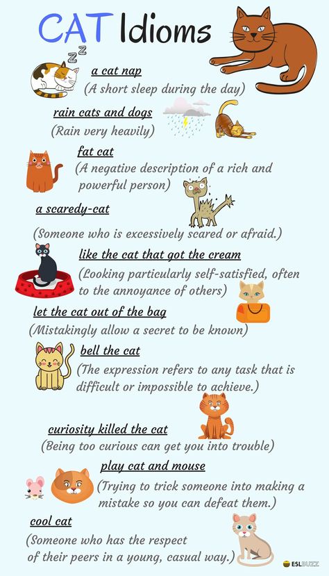 There are lots of English expressions based on animals – most especially the cat English Expressions Advanced, Idiomatic Expressions English, Animal Idioms, Cat Idioms, English Poster, English Expressions, English Vinglish, Idiomatic Expressions, English Phrases Idioms