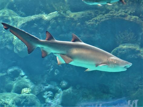 Photo by John Jeffries. Sand sharks, also known as sand tiger sharks, grey nurse sharks or ragged tooth sharks, are mackerel sharks of the family Odontaspididae. They are found worldwide in temperate and tropical waters. Sand Tiger Shark, Sand Shark, Cool Sea Creatures, Tiger Sharks, Shark Conservation, Types Of Sharks, Shark Photos, Shark Pictures, Nurse Shark