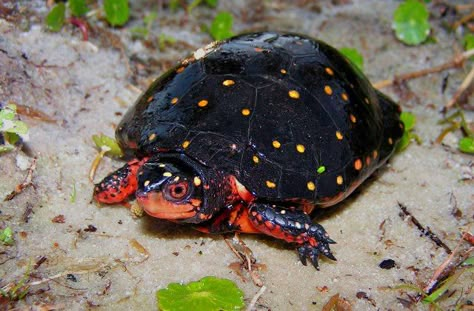 Land Turtle, Spotted Turtle, Land Turtles, I Like Turtles, Turtle Time, Ceramic Frogs, Tortoise Turtle, Cute Reptiles, Animal Family