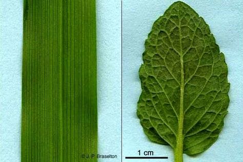 monocot vs dicot leaves Monocot Vs Dicot, Homeschool Botany, Waldorf Botany, Horticulture Education, Parts Of A Seed, Kids Nature Activities, Waldorf Math, Plant Lessons, Biology Plants