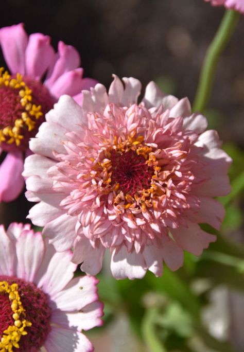 Zinnia elegans 'Zinderella Lilac' | Chicago Botanic Garden Exhibition Models, Zinnia Elegans, Music Flower, Chicago Botanic Garden, Lilac Pink, Plant Information, Garden Help, Botanic Garden, Dark Eyes