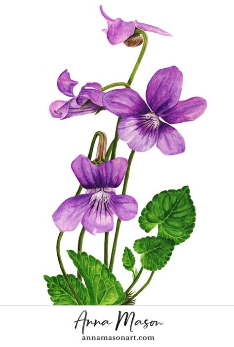 Violet Tattoo, Anna Mason, Trendy Flowers, Watercolor Flowers Paintings, Botanical Painting, Botanical Watercolor, Violet Flower, Botanical Drawings, Arte Floral