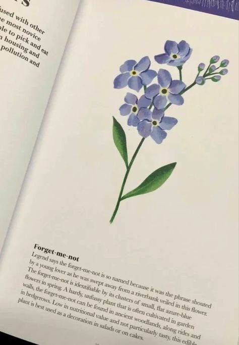 Purple Flowers Name, Do Not Forget Me Flower, Forget Me Not Flower Illustration, Forget Me Nots Drawing, Forget Me Not Flower Meaning, Forget Me Not Flower Aesthetic, Forget Me Nots Aesthetic, Forget Me Not Flowers Painting, Forget Me Not Flowers Tatoos