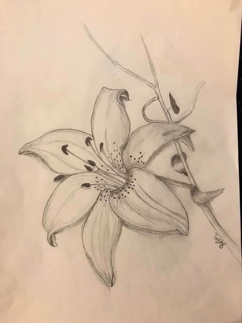 Lily Pencil Drawing, Stargazer Tattoo, Lilies Drawing, Stargazer Lily, Meaningful Drawings, Art Drawings Sketches Pencil, Easy Doodles Drawings, Pretty Drawings, Drawing Inspo