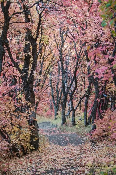 Foto Art, Tree Forest, On The Ground, Beautiful Tree, Enchanted Forest, Shade Garden, In The Woods, Nature Beauty, Pretty Pictures