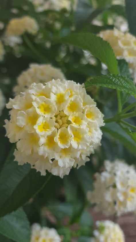 Plantas Exterior, Lantana Flower, Lantana Plant, Mini Bouquet, Macro Flower, Secret Gardens, Pansies Flowers, Wallpaper Nature Flowers, Beautiful Flowers Wallpapers