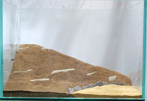 Building up height in Substrate | The Green Machine Sand Aquarium, Life Aquatic, Fish Care, Aquascaping, Freshwater Aquarium, Aquariums, Fish Tank, Terrarium, Fish