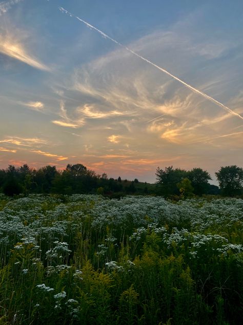 Beautiful white field of flowers Fields With Flowers, Open Flower Field, White Flower Field Aesthetic, Wild Flower Fields, Wild Flower Field Aesthetic, Green Field Aesthetic, Flower Field At Night, Open Field Aesthetic, Field Of Flowers Aesthetic