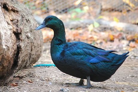 Black Cayuga Cayuga Ducks, Duck Care, Poultry Breeds, Duck Breeds, Duck Farming, Duck And Ducklings, Black Duck, Wild Duck, Duck House