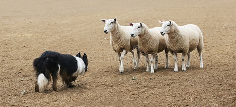 Border Collie Colors, Countryside Photography, Cute Dogs And Cats, Farming Life, Unlikely Friends, Sheep Dogs, Dog Sports, Performance Marketing, Guinea Fowl