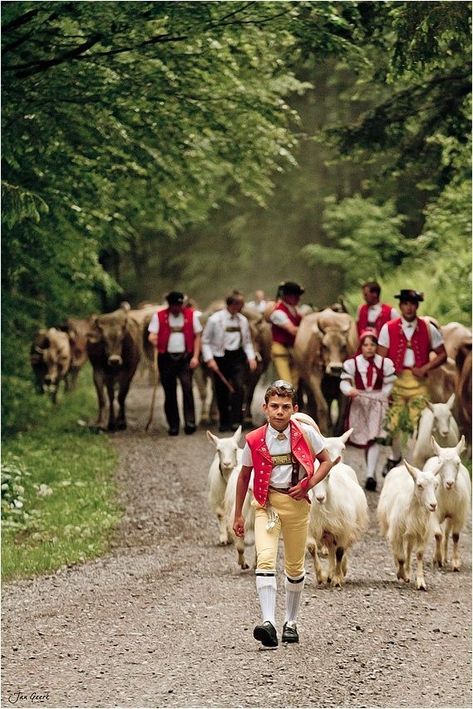 What To Do In Spring, Appenzell Switzerland, Swiss Cows, Glacier Express, 8 Person Tent, Swiss Switzerland, Swiss Miss, Beautiful Switzerland, Winterthur