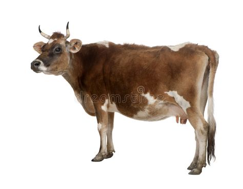 Side view of a brown Jersey cow (10 years old). In front of a white background. , #Aff, #Jersey, #cow, #brown, #Side, #view #ad Jersey Background, Side View Of Face, Cow Sketch, Jersey Cow, Cow Face, Baby Cows, Art References, Side View