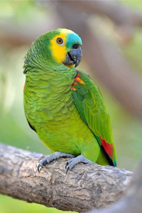 All of the Amazon parrots are popular choice for pet birds, and the Blue Fronted Amazon is no exception. Burung Kakatua, Amazon Birds, Parrot Tattoo, Bird Breeds, Amazon Parrot, Parrots Art, Funny Parrots, Parrot Cage, Colorful Parrots