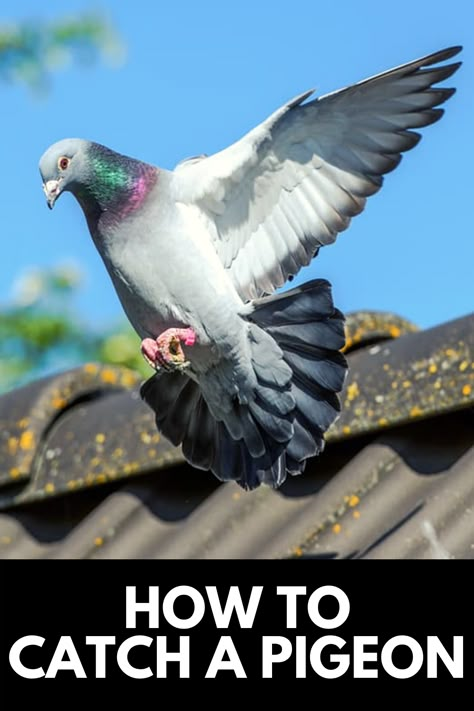 Pigeon Flying, Racing Pigeon Lofts, Feral Pigeon, Pet Pigeon, Flying Pigeon, Cute Pigeon, Pigeon Pictures, Homing Pigeons, Pigeon Loft