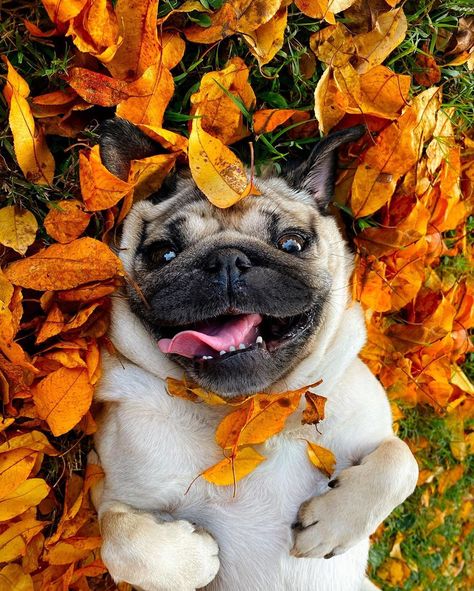 Cute Pugs Wallpapers, Dogs Pics, Pug Wallpaper, Doug The Pug, Halloween Wallpaper Iphone Backgrounds, Aesthetic Orange, Pugs And Kisses, A Pug, Halloween Wallpaper Iphone