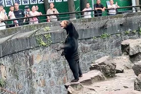 Malayan Sun Bear, Bear Zoo, African Cats, Sun Bear, Wildlife Biologist, Bear Names, Fake Animals, Bear Costume, Grizzly Bear