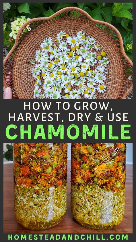 Chamomile Companion Planting, Garden Preservation, Grow Chamomile, Apothecary Garden, Chamomile Growing, Medicine Garden, Chamomile Plant, Herbal Medicine Recipes, Medicinal Herbs Garden