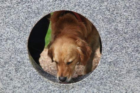 Dog drinking from Watering Holes drinking fountain by Robin  Monotti Architects & Mark Titman Drinking Fountain, Green Park, Golden Retriever, Architects, Drinks, Architecture, Dogs, Green, Animals