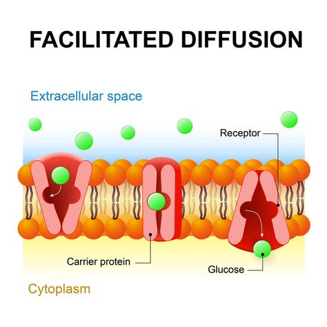 Facilitated Diffusion Biology, Typical Plant Cell, High School Biology Classroom, Cell Biology Notes, Facilitated Diffusion, Passive Transport, Biology Jokes, Tissue Biology, Cell Transport