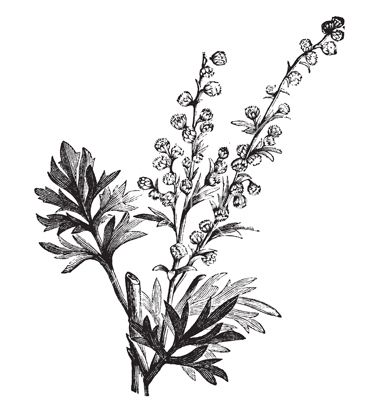 Wormwood vintage engraving vector 1277093 - by Morphart on VectorStock® Motherwort Drawing, Mugwort Illustration, Artemisia Plant, Bloodwood Botanica, Seal Wax Stamp, Artemisia Absinthium, Scientific Illustration Vintage Plants, Wormwood Botanical Illustration, Herbs Illustration