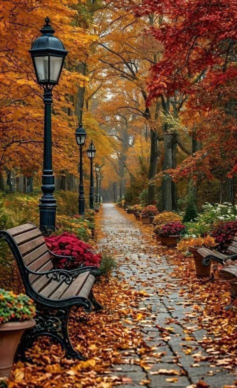 Autumn Scenes, Autumn Scenery, Autumn Beauty, Fall Pictures, Autumn Landscape, Autumn Aesthetic, Fall Wallpaper, A Park, Fall Photos