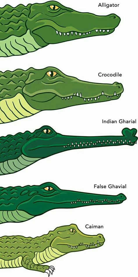 What's the difference between crocodiles and alligators? Types Of Crocodiles, Crocodile Illustration, Nile Crocodile, Animal Tracks, Animal Facts, Crocodiles, Reptiles And Amphibians, Amazing Animals, Zoology