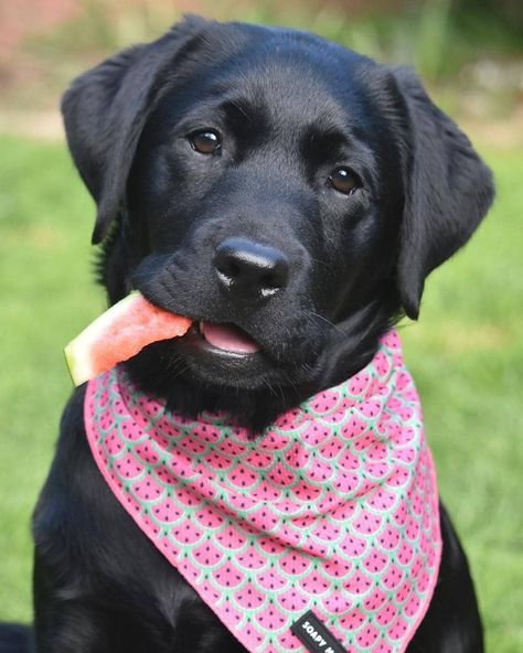 14 Interesting Facts About Labradors Labrador Nero, Best Hypoallergenic Dogs, 150k Followers, Dogs Ears Infection, Hypoallergenic Dog Breed, Brown Labrador, White Labrador, Facebook Followers, Labrador Mix