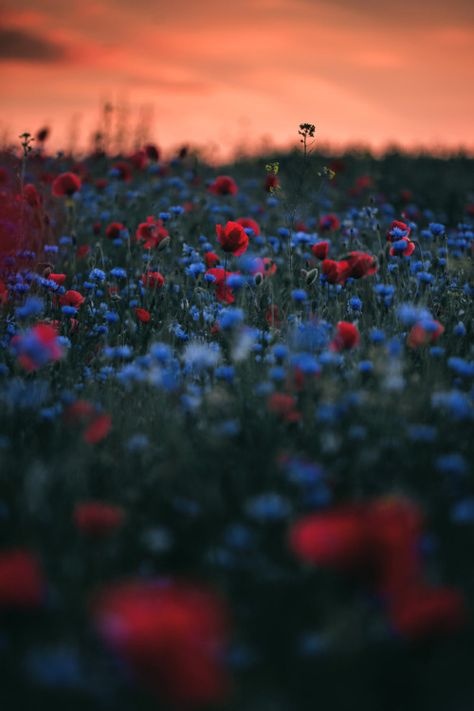 The Sun, Sun, Flowers, Red, Blue, White