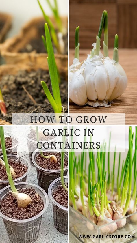 how-to-grow-garlic-in-containers Plant Garlic In Containers, Garlic Container Gardening, Planting Garlic In Containers, How To Grow Garlic Outdoors, Growing Garlic In Water, Growing Garlic In Containers, Growing Garlic In Pots, Garlic In Containers, When To Plant Garlic