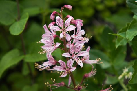 Gas plants (Dictamnus albus) are tall, long-lived and showy plants that fit perfectly in a cottage garden setting. Gas Plant, Purple Veins, Bush Plant, Burning Bush, Plant Seeds, Plant Spacing, Herbaceous Perennials, Seed Pods, English Cottage